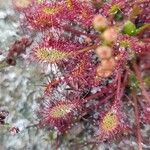 Drosera anglica