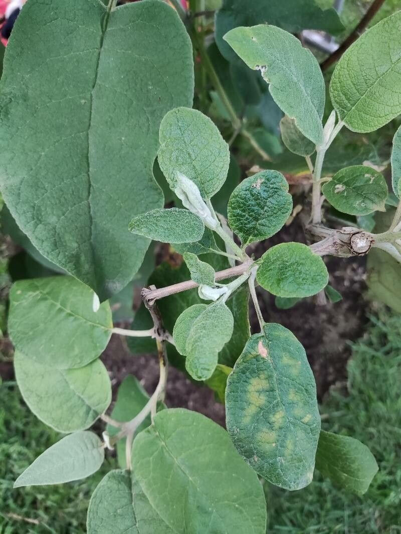 Buddleja cordata — search result for 'Ethiopia'