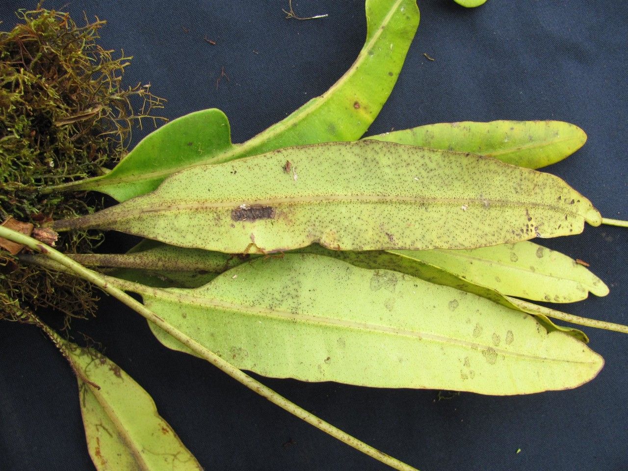 Elaphoglossum moranii leaf