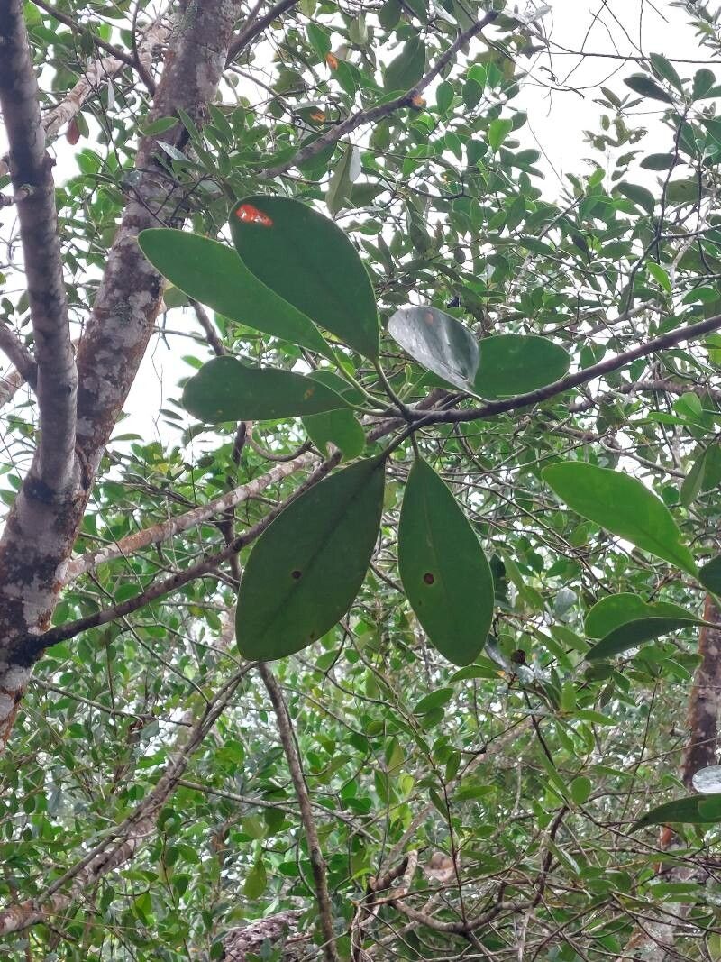 Couma rigida — related species from the same genus