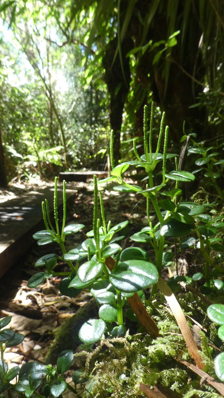 Peperomia elliptica leaf
