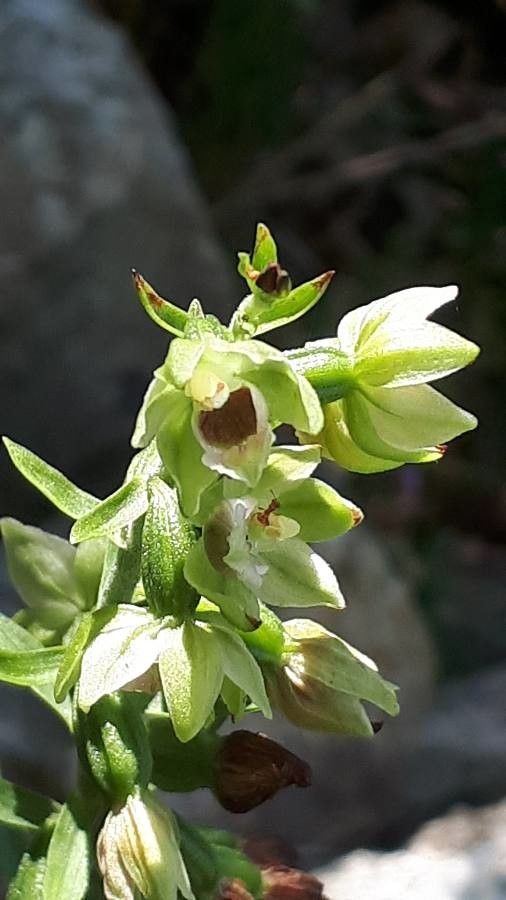 Epipactis muelleri flower