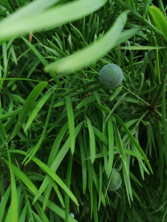 Podocarpus salignus fruit