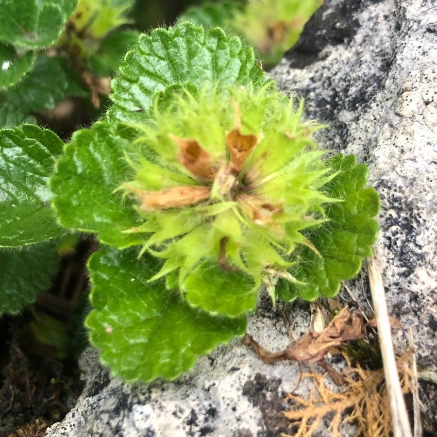 Teucrium pyrenaicum fruit