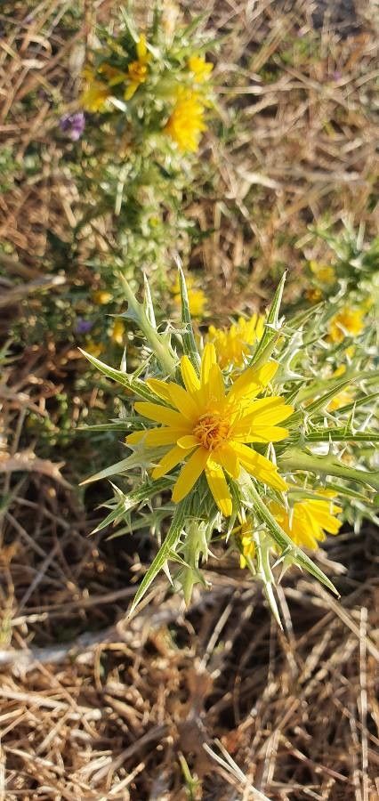 Scolymus hispanicus flower