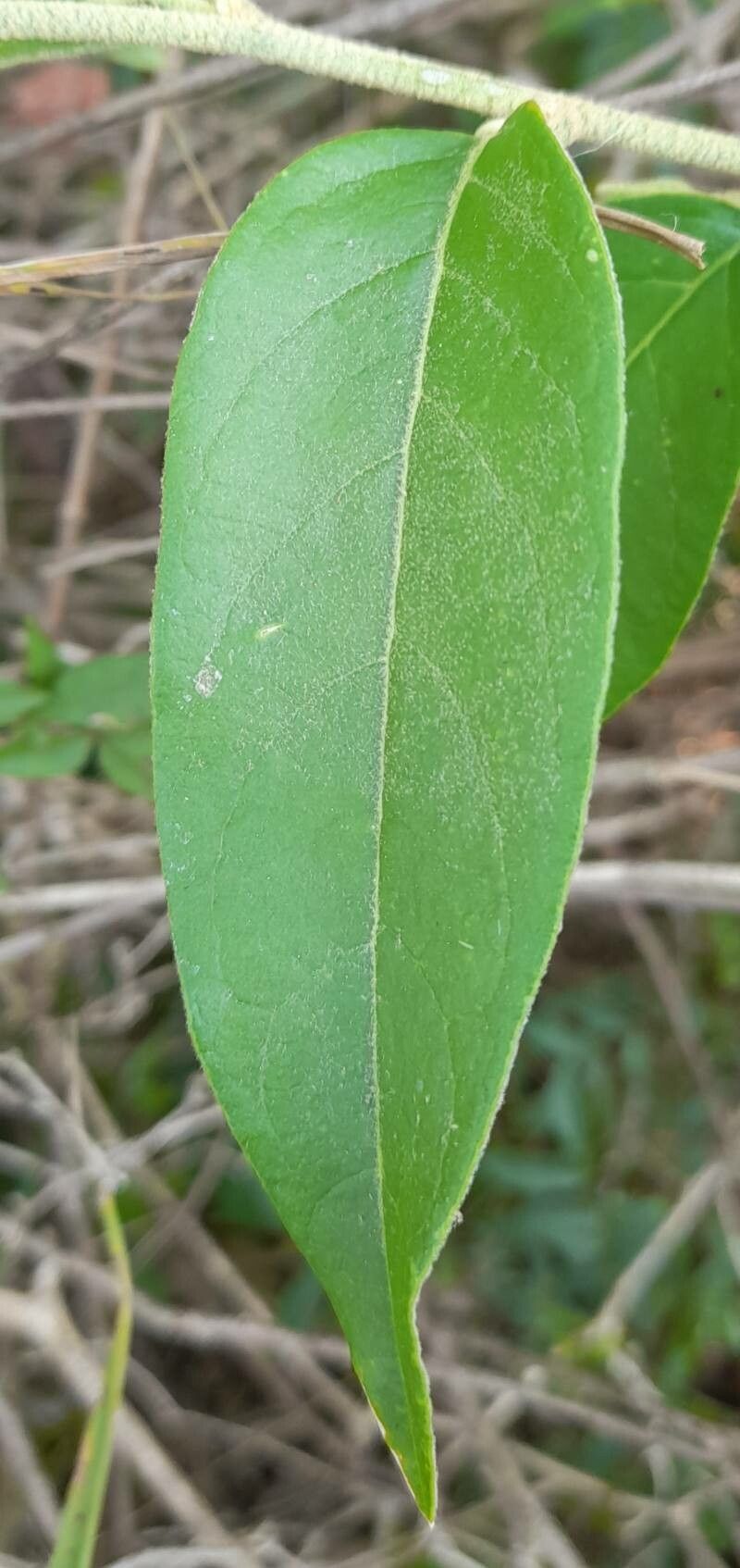 Cestrum strigilatum — search result for 'Cestrum'