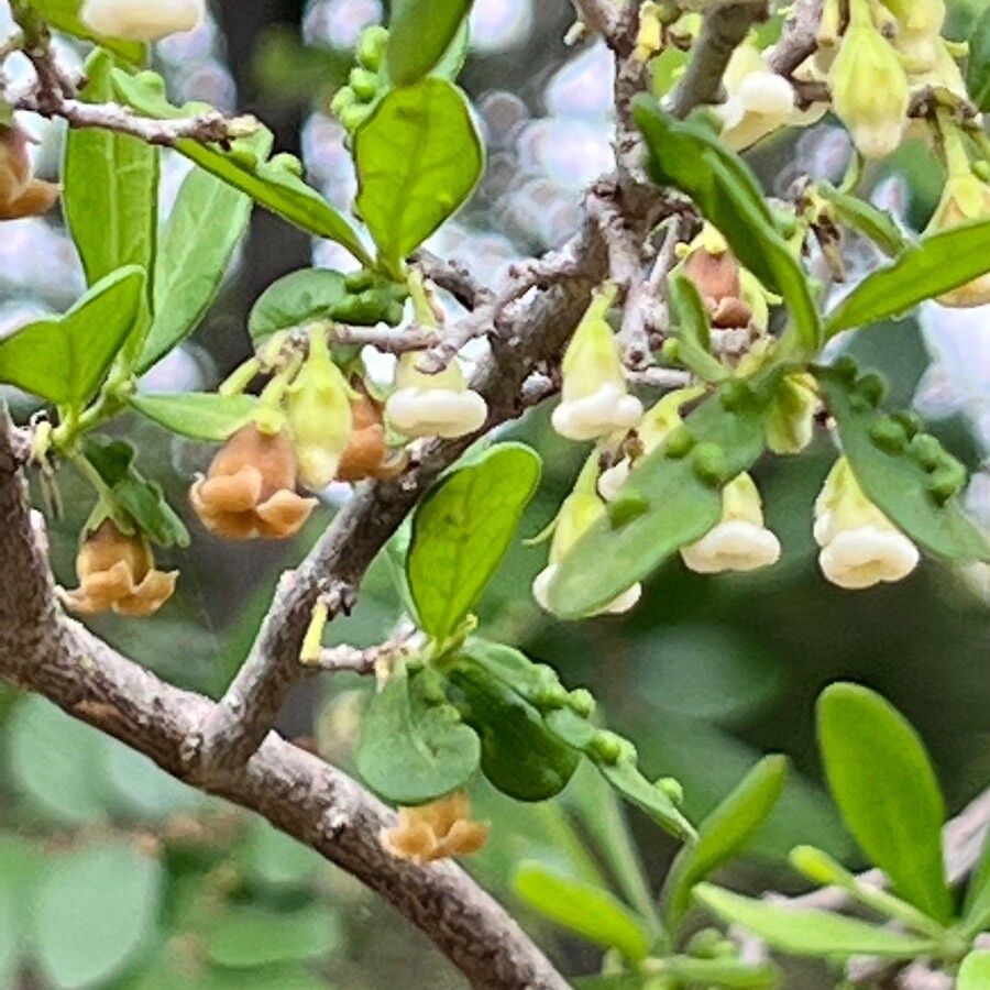 Diospyros texana flower