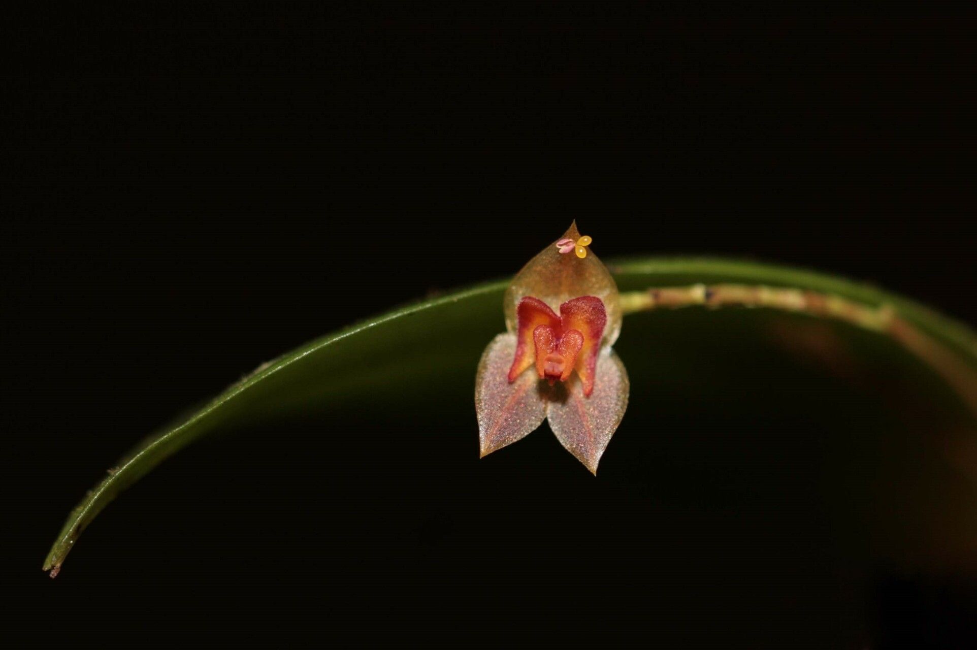 Lepanthes cremersii — related species from the same genus