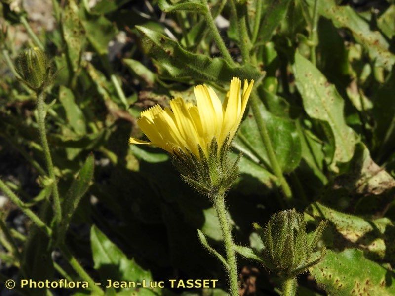 Hieracium neopicris flower