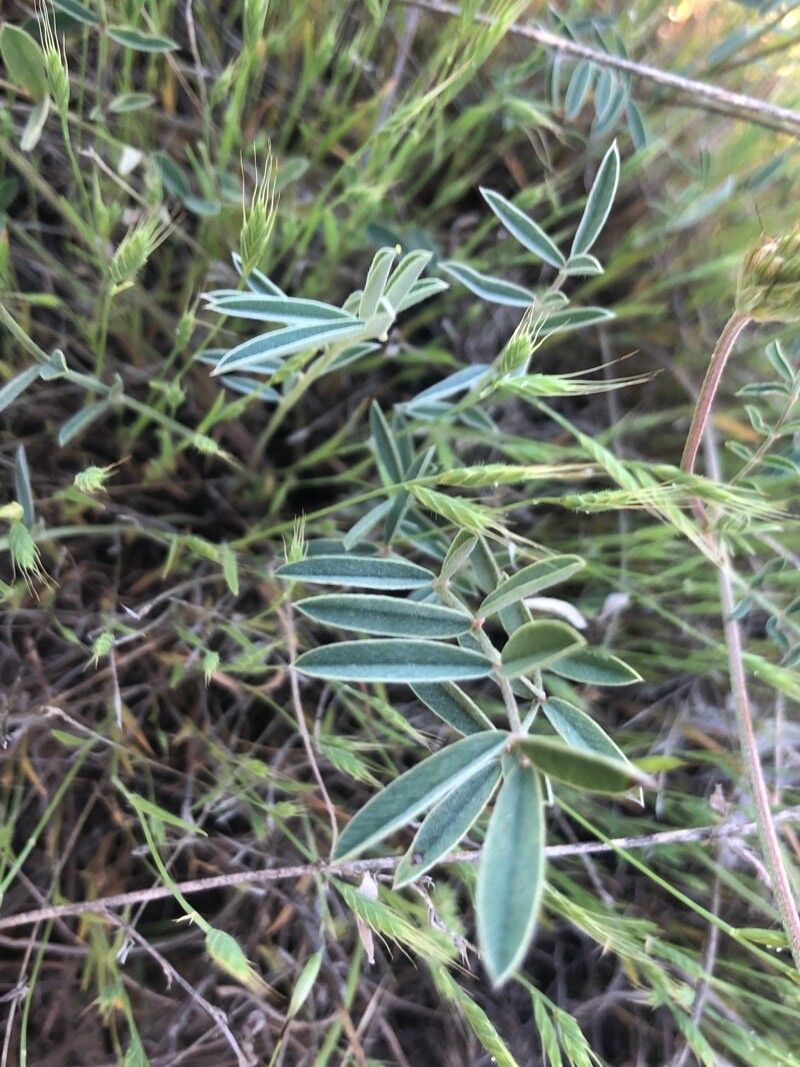 Onobrychis humilis leaf