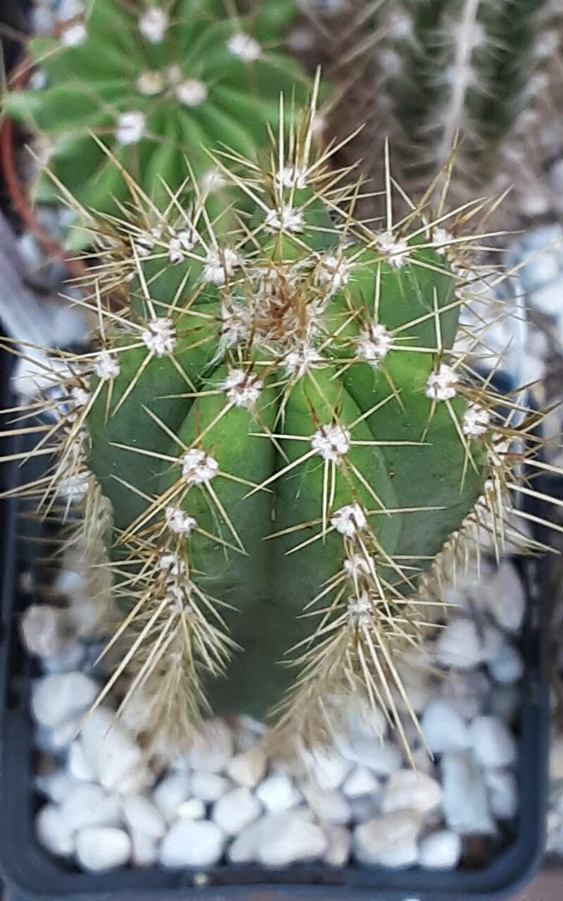 Pilosocereus brooksianus other