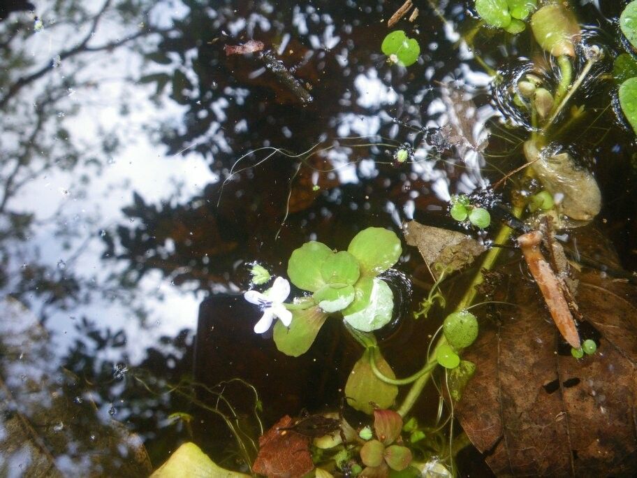 Bacopa egensis habit