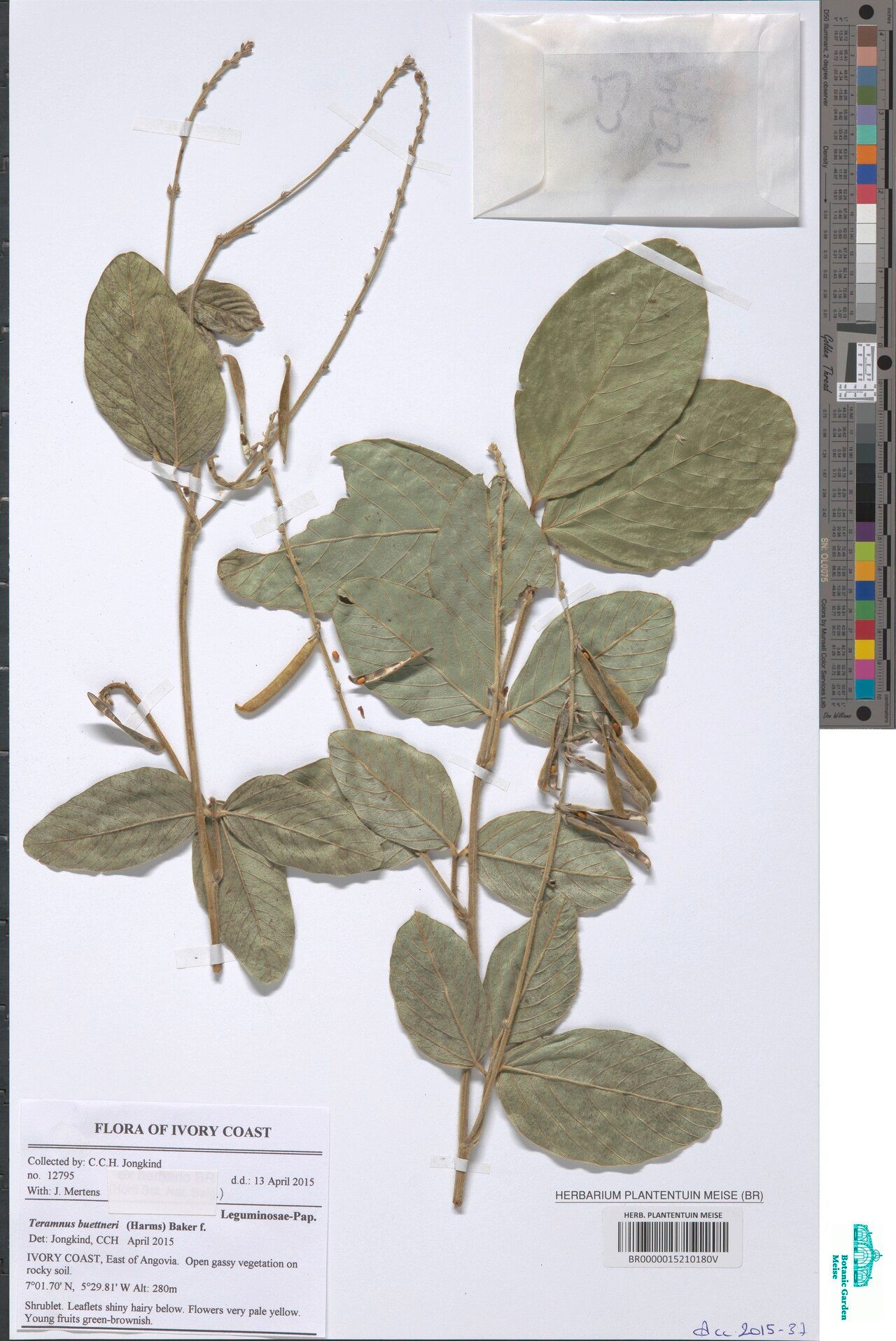 Teramnus buettneri — related species from the same genus