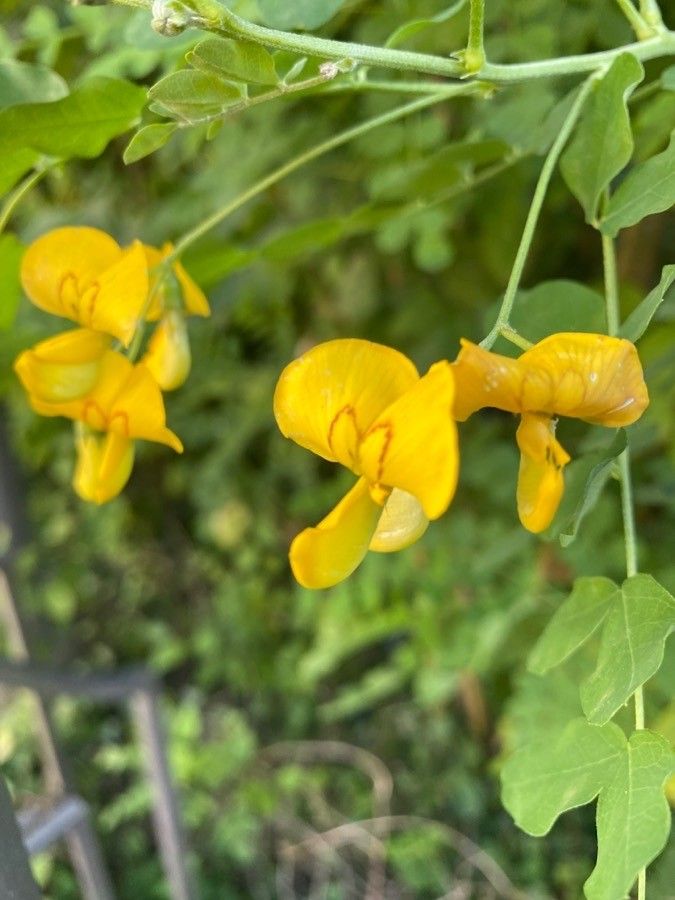 Colutea arborescens flower