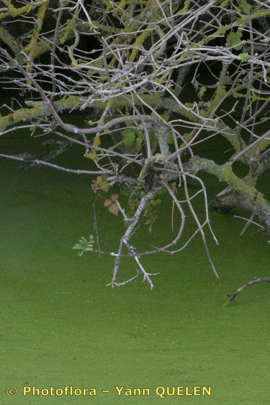 Wolffia arrhiza bark