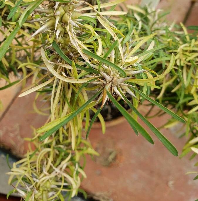 Euphorbia rossii — houseplant care guide