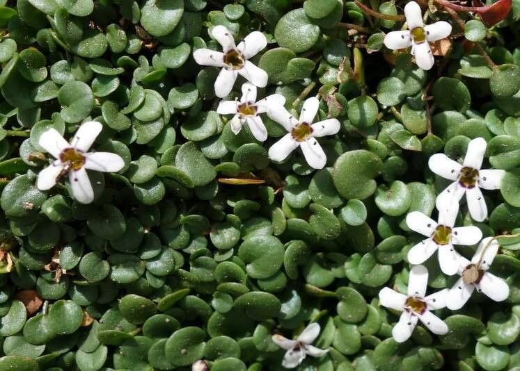 Limosella vesiculosa — houseplant care guide