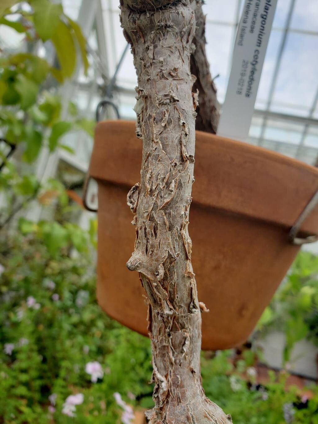 Pelargonium cotyledonis bark