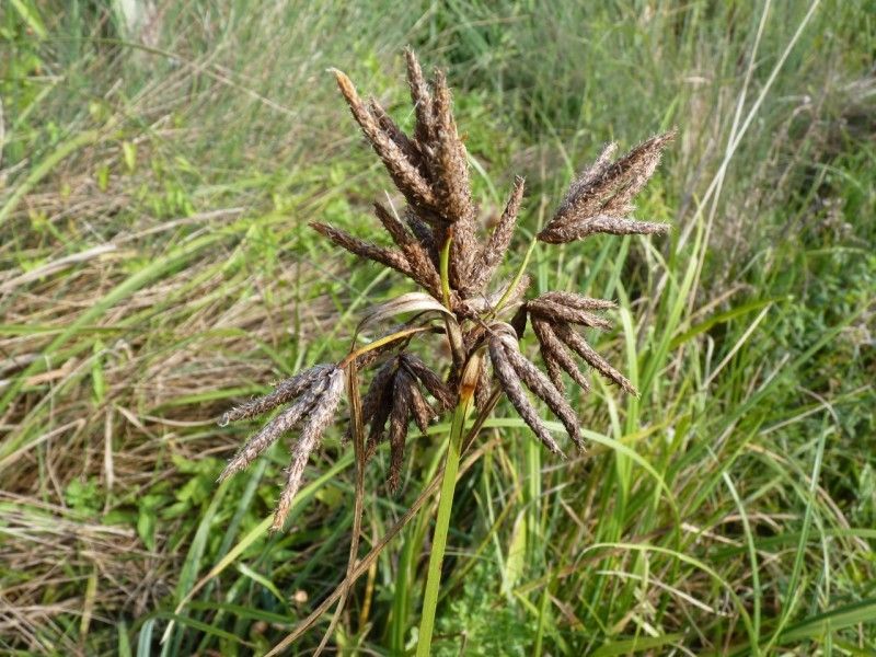 Bolboschoenus glaucus fruit