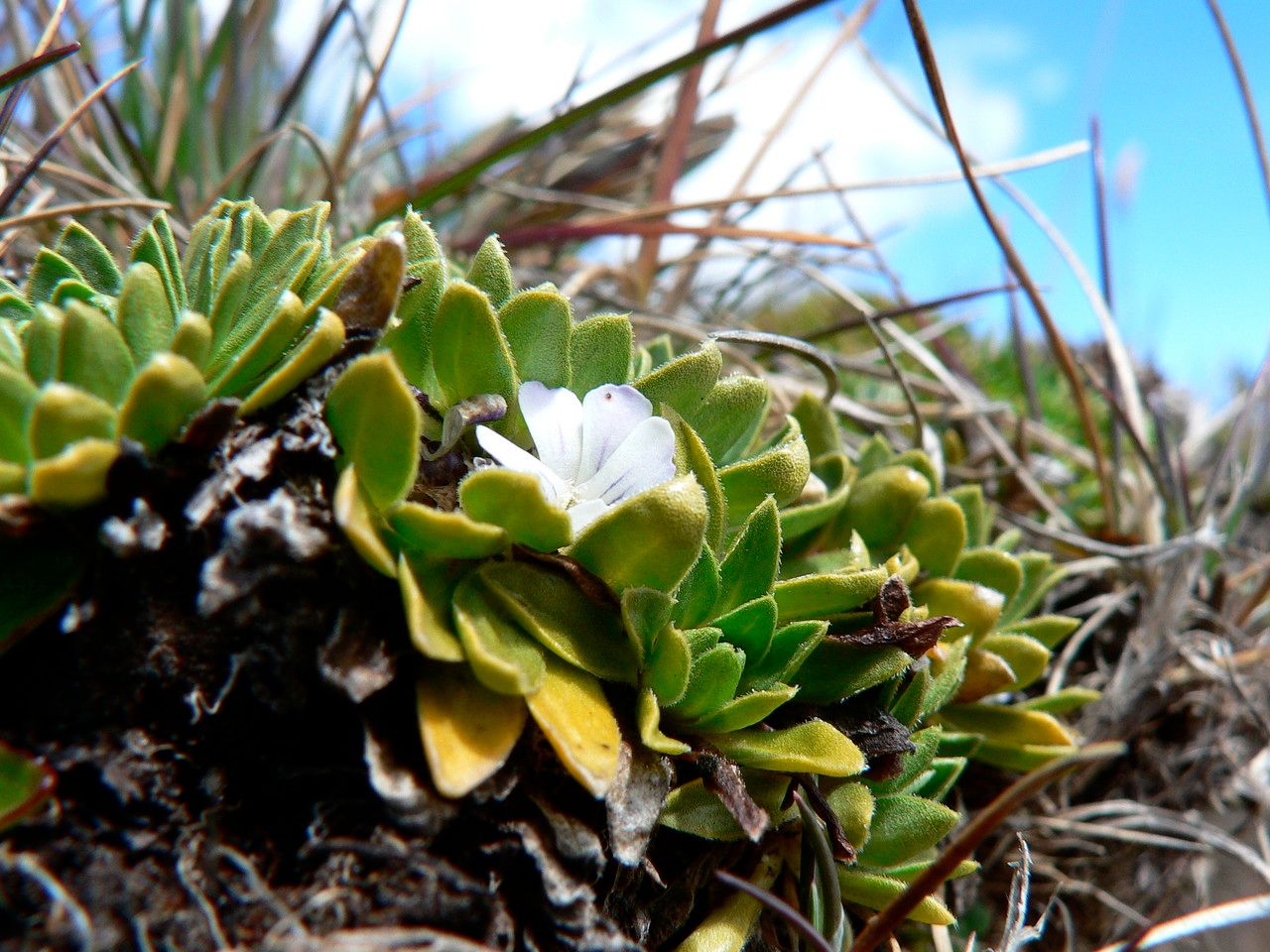 Viola bangii leaf