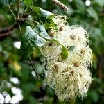 Clematis vitalba