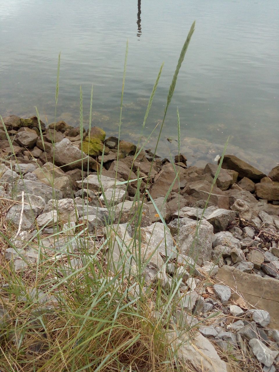 Elytrigia x drucei other