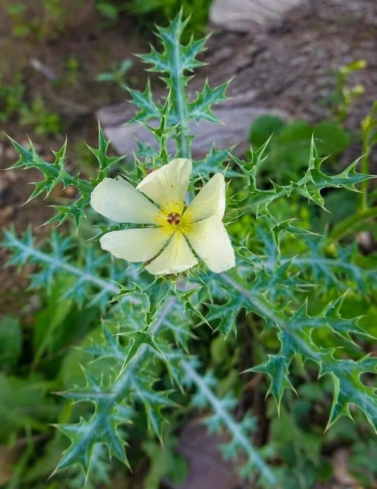 Argemone ochroleuca flower