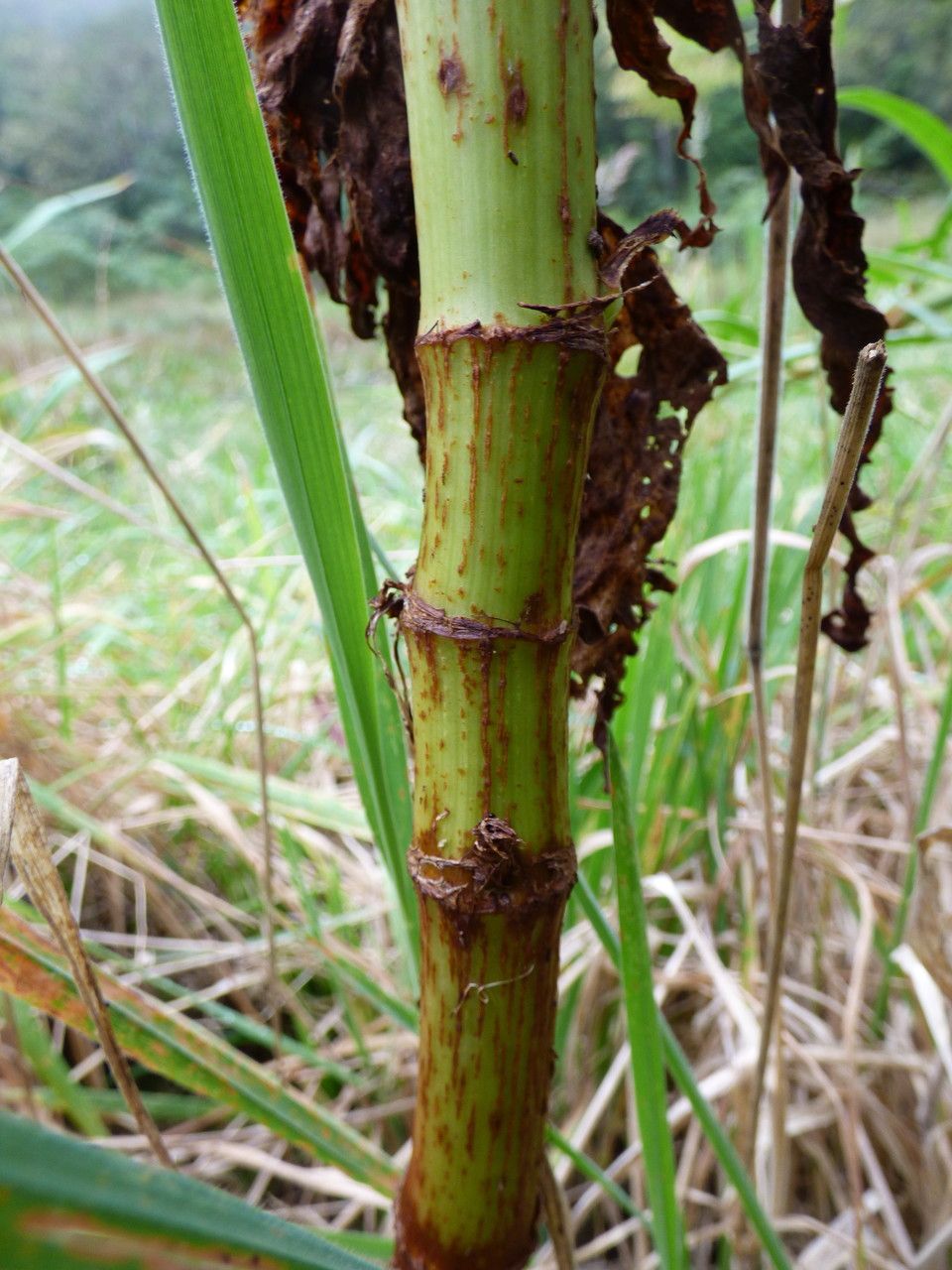 Rumex abyssinicus bark