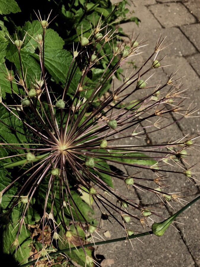 Allium schubertii fruit