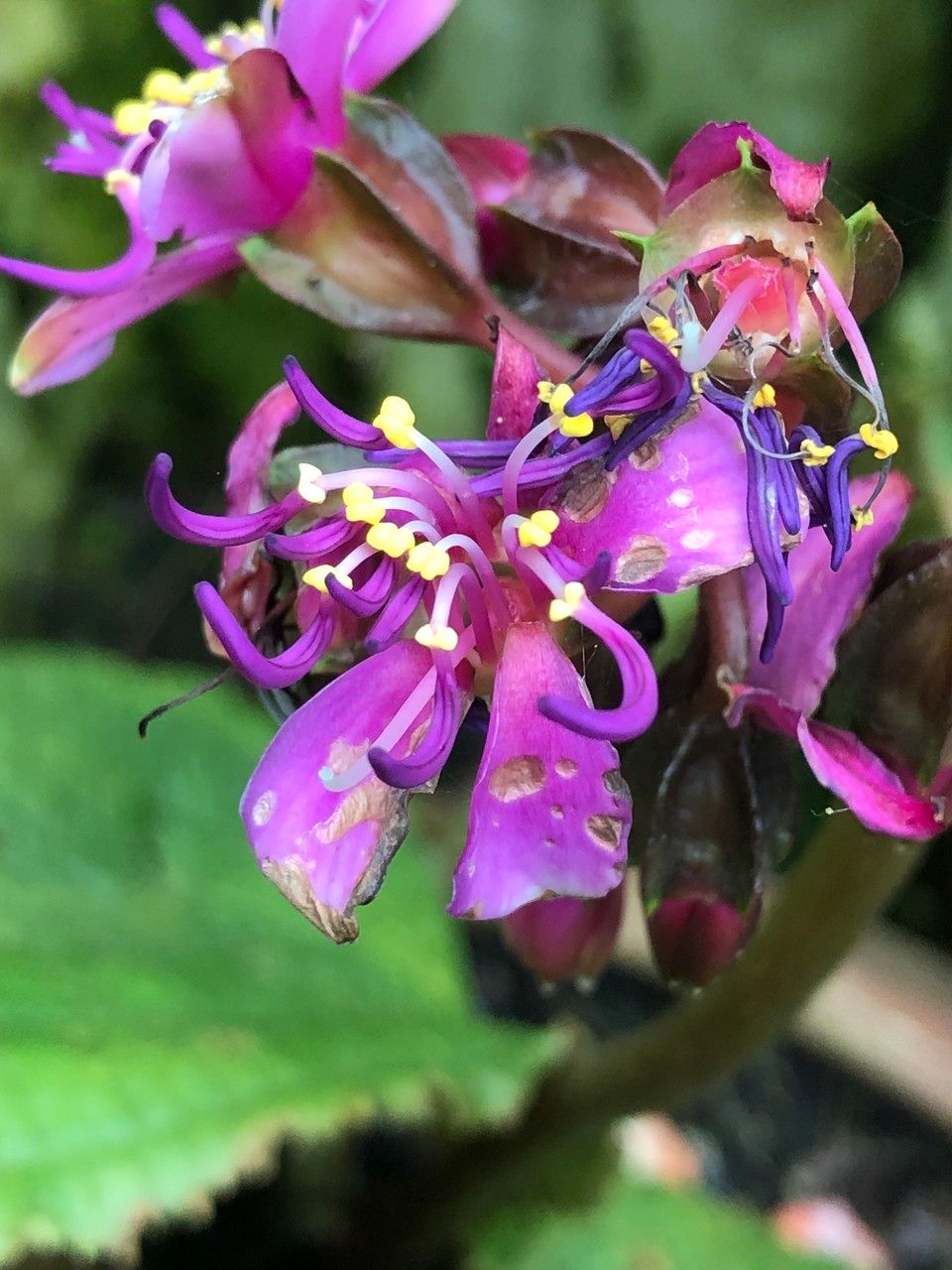 Tigridiopalma magnifica flower