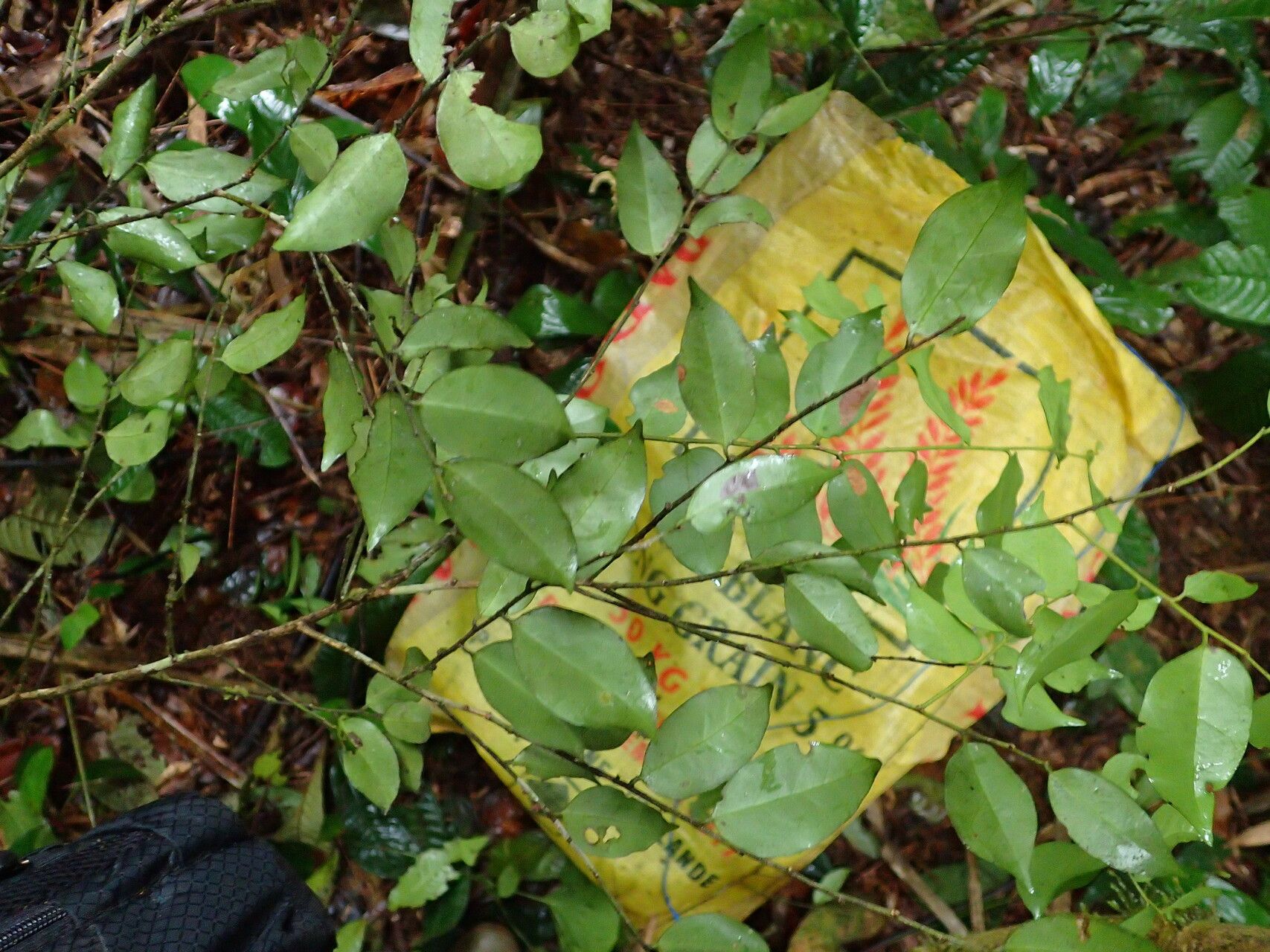 Drypetes klainei leaf