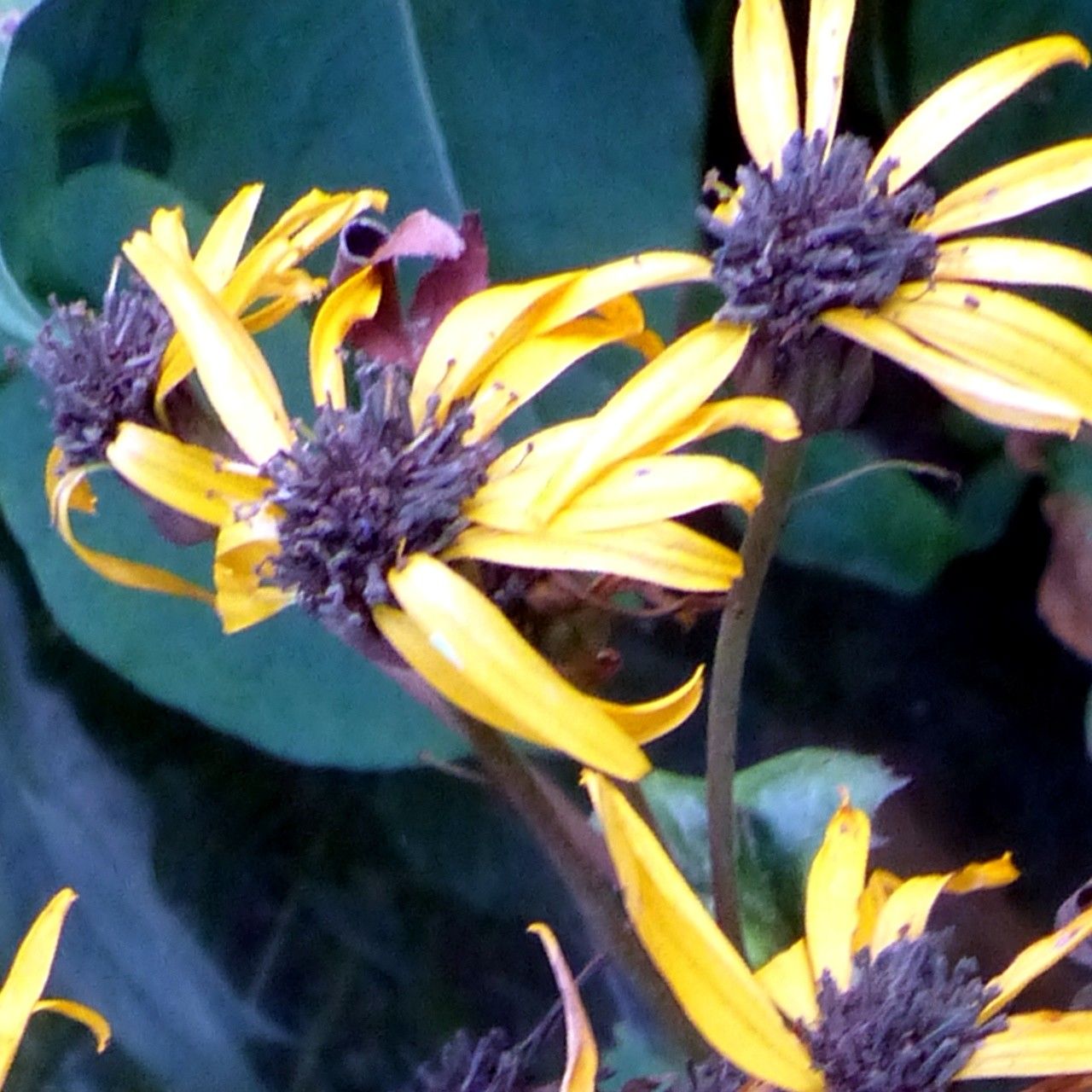 Ligularia dentata fruit