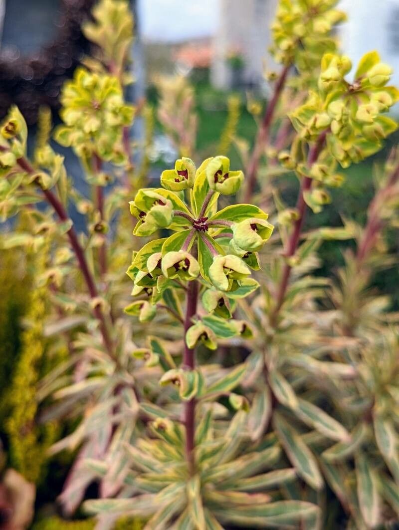 Euphorbia x martinii flower