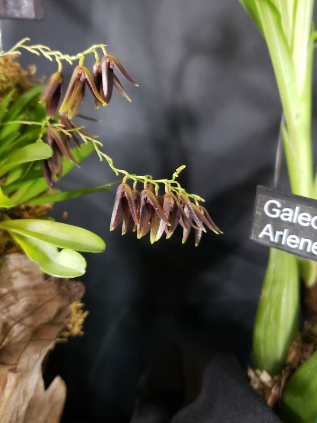 Stelis wagneri — houseplant care guide