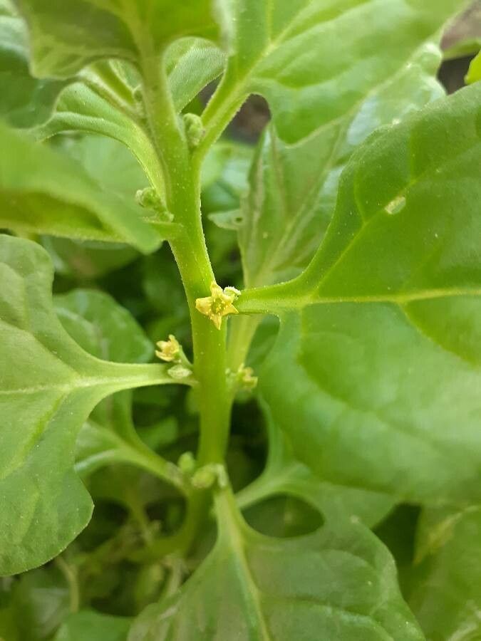 Tetragonia tetragonoides flower