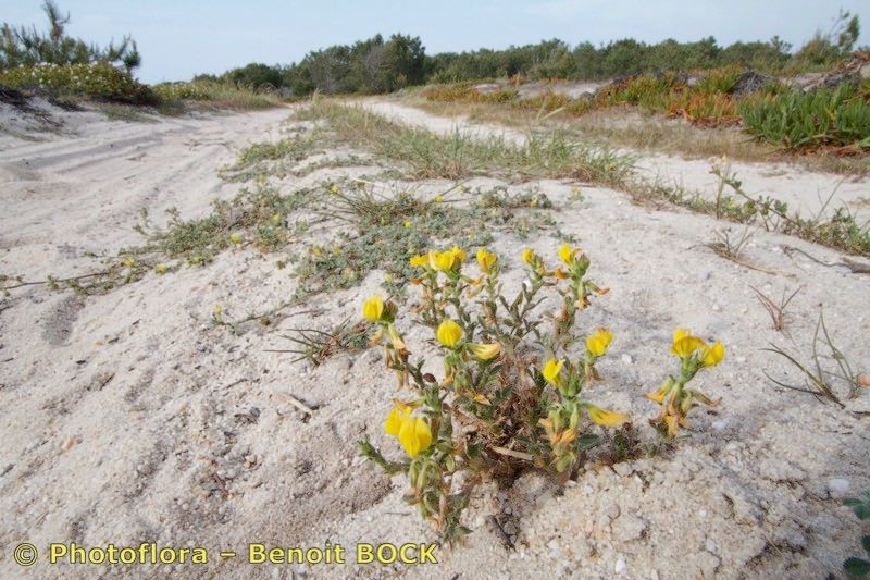 Ononis cintrana habit