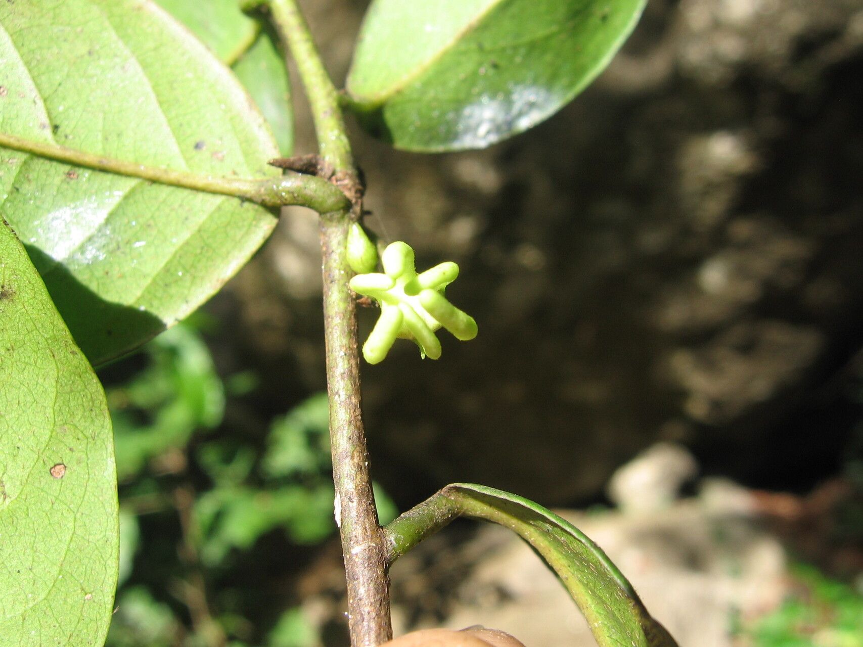 Artabotrys monteiroae flower