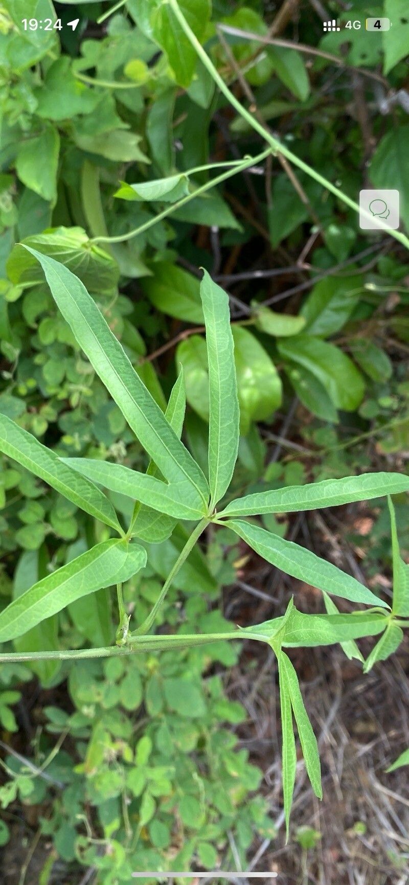 Dalechampia clematidifolia — houseplant care guide