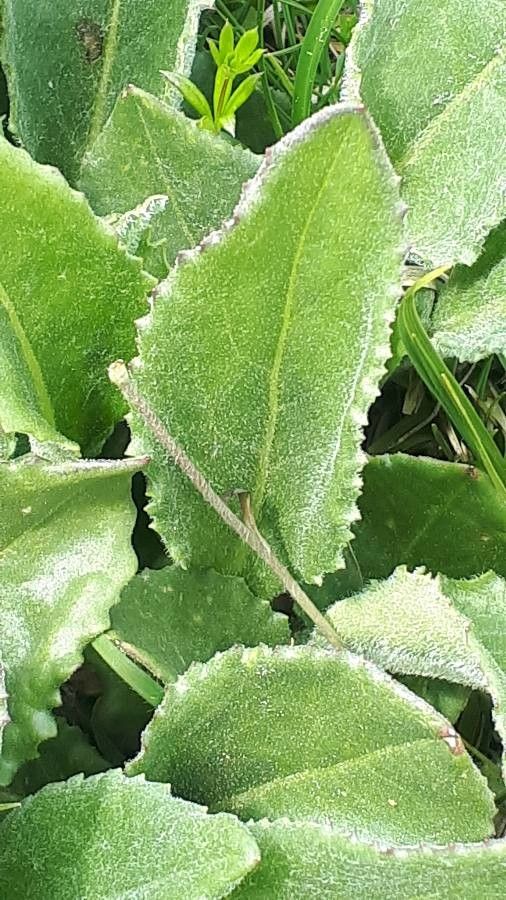 Senecio doronicum leaf