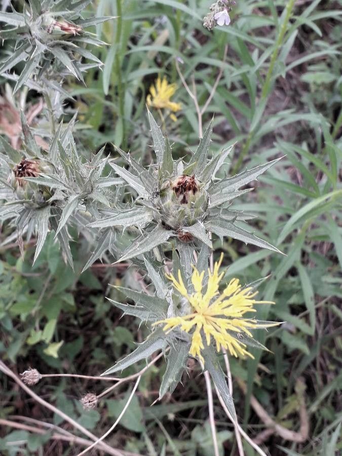 Carthamus lanatus flower