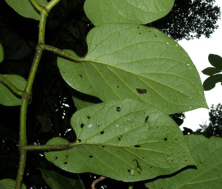 Piper auritifolium other
