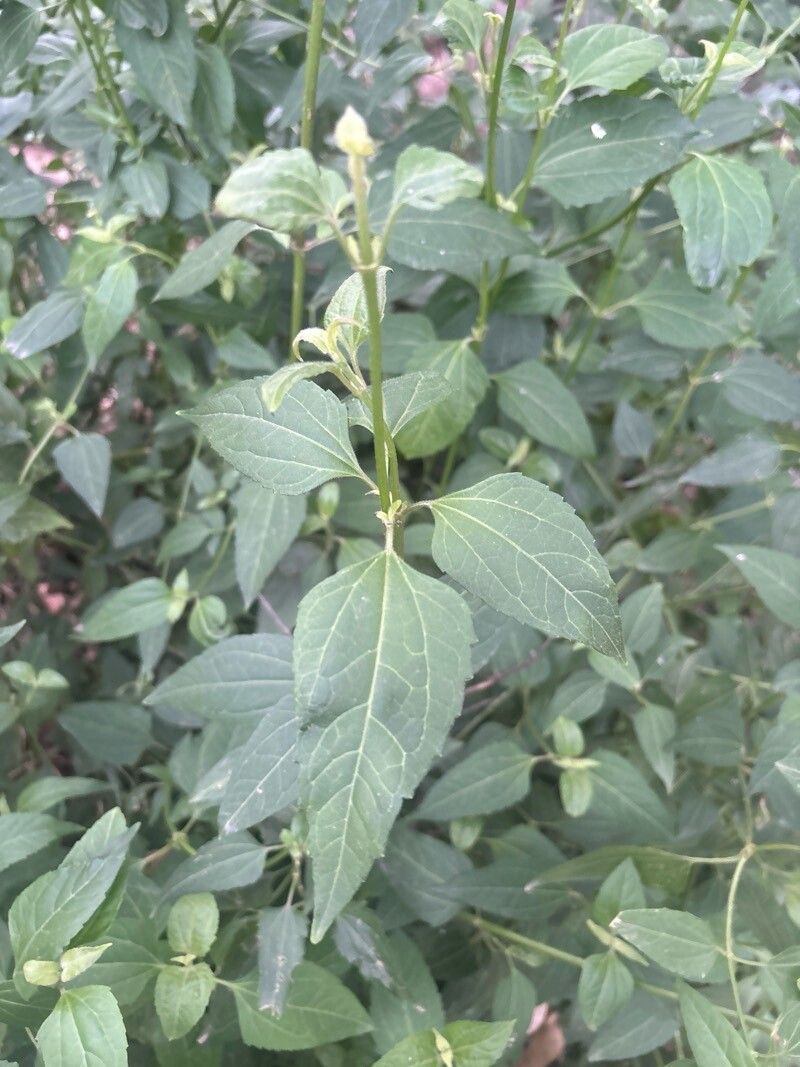 Calea zacatechichi — sleep aid houseplant