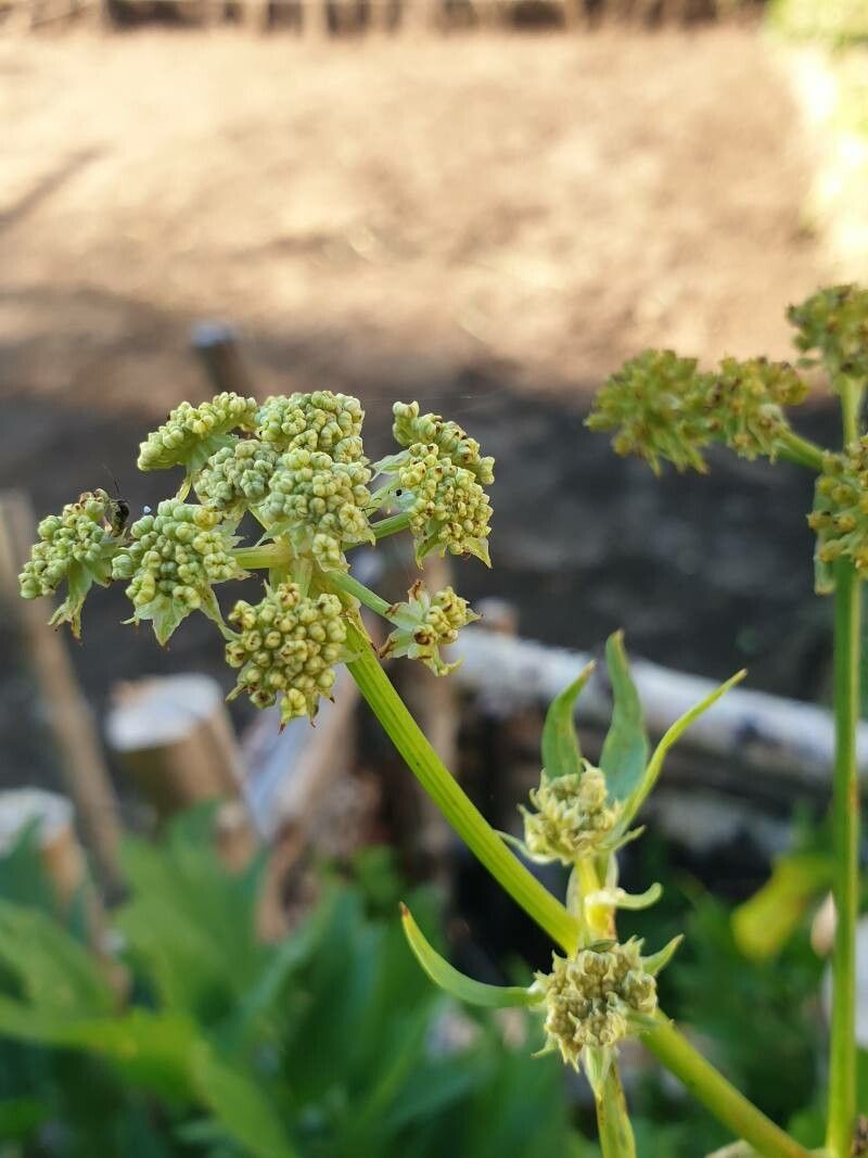 Levisticum officinale fruit