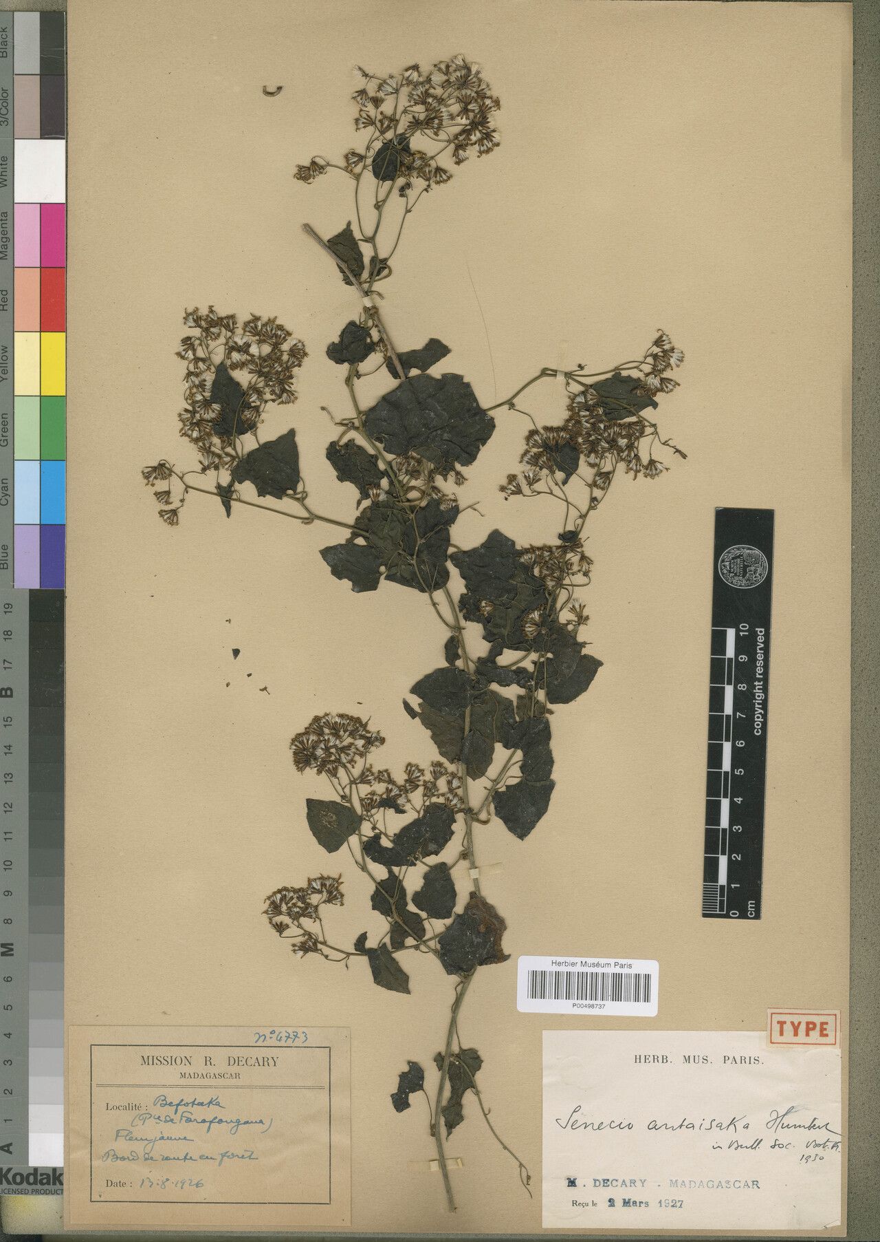 Senecio antaisaka — houseplant care guide