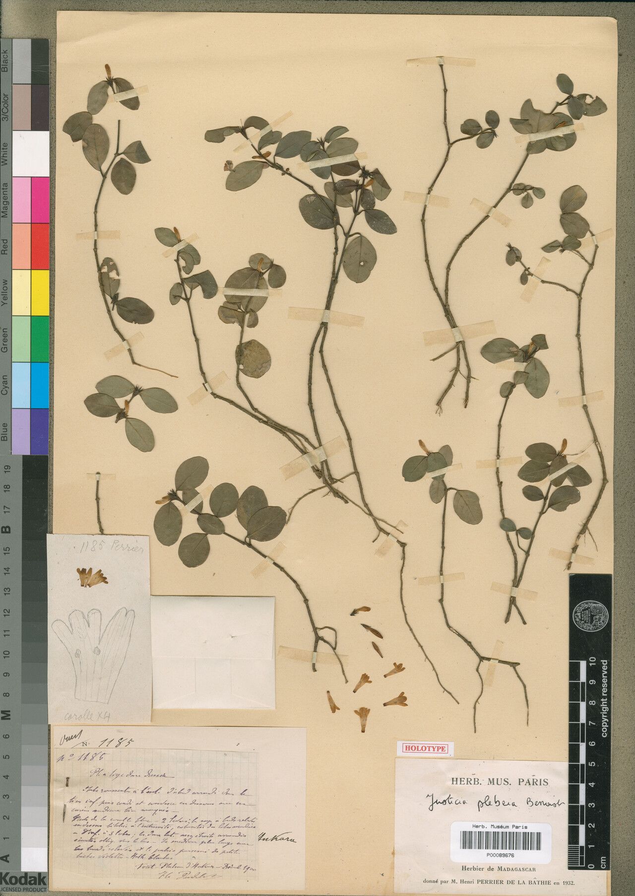 Justicia plebeia — houseplant care guide