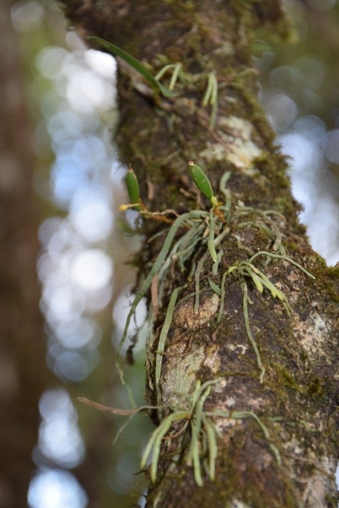 Taeniophyllum hirtum habit