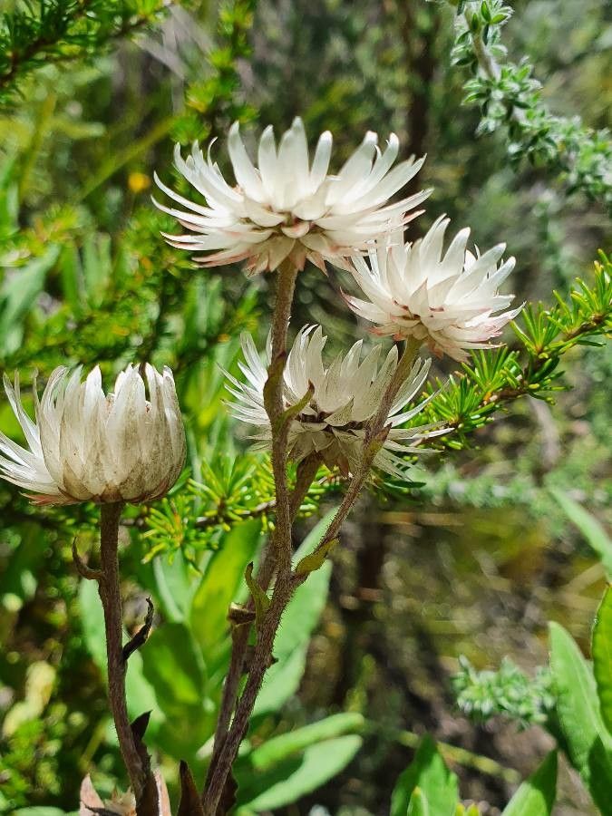 Helichrysum formosissimum flower