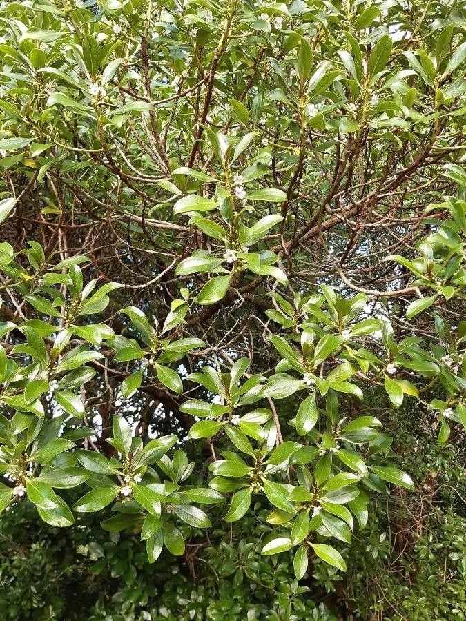 Elaeocarpus alaternoides — related species from the same genus