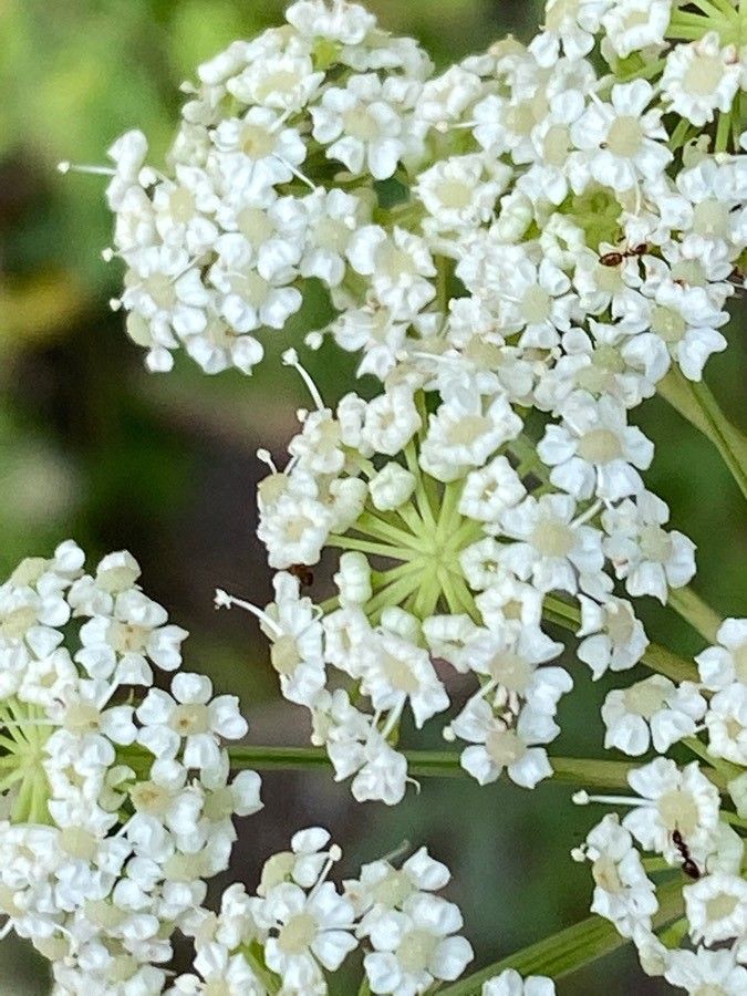 Oreoselinum nigrum flower