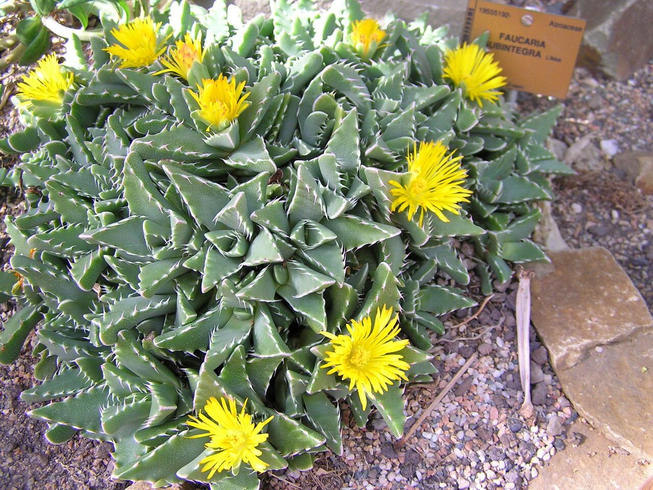 Faucaria subintegra habit